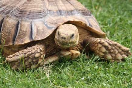 Schildkröte auf dem Gras