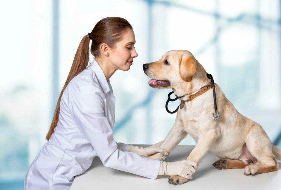Hundehüftdysplasie: Diagnose, Behandlung und Prognose