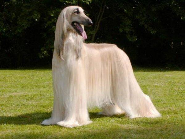 Afghanischer Windhund