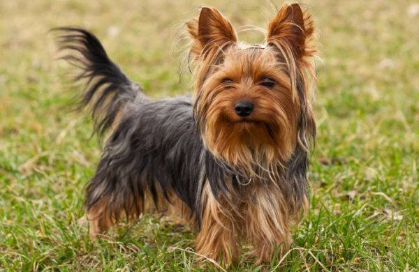 Yorkshire Terrier