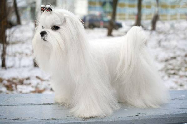 Maltesischer Schoßhund