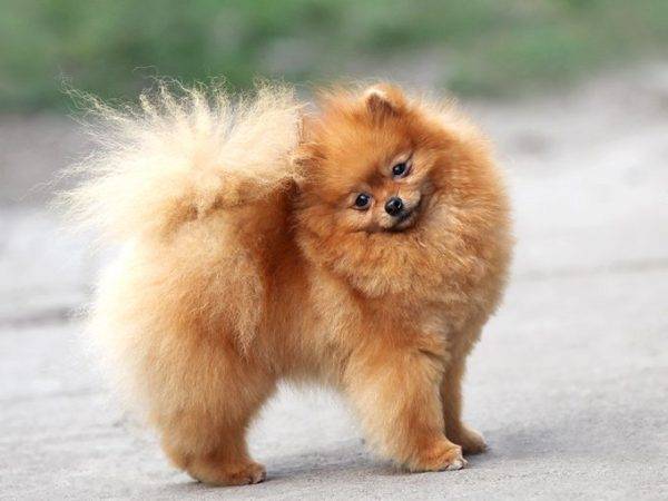 Pommersche Spitz