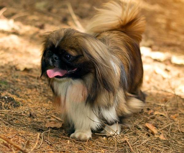 Pekingese
