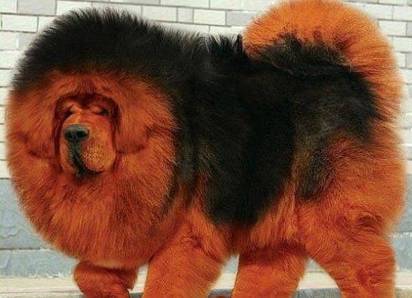 Tibetischer Mastiff