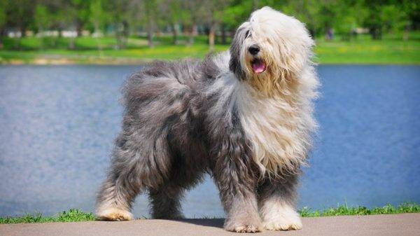 Bobtail