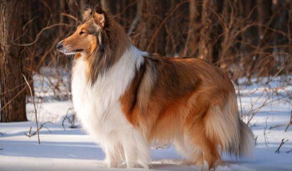 Collie