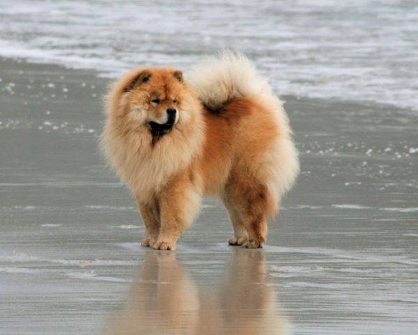 Chow