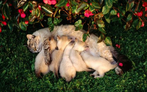 Eklampsie bei Katzen