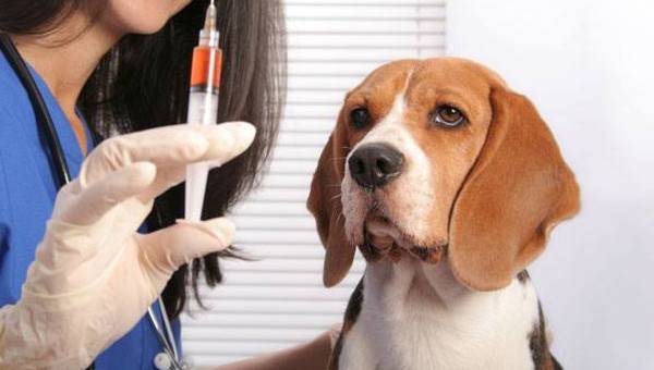 Beagle beim Tierarzt