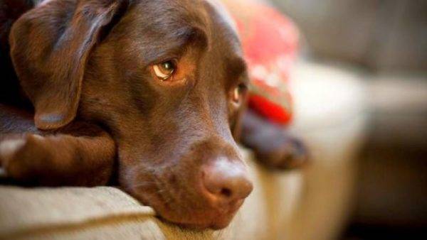 Endometritis bei Hunden