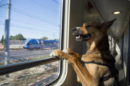 Hund im Zug