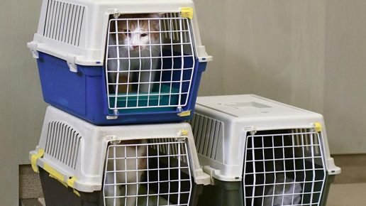 Drei Katzen im Trage