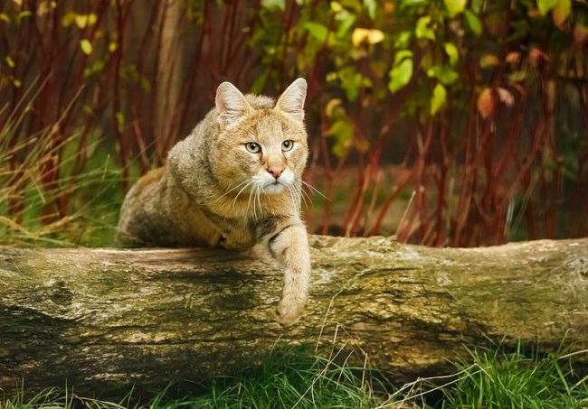 Viele Tierliebhaber werden sicherlich diese seltene Katze zu Hause haben wollen. Viele Tierliebhaber werden sicherlich diese seltene Katze zu Hause haben wollen.