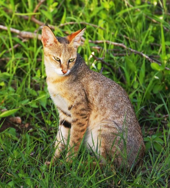 Sumpfluchs - eine der größten Katzenrassen Sumpfluchs - eine der größten Katzenrassen