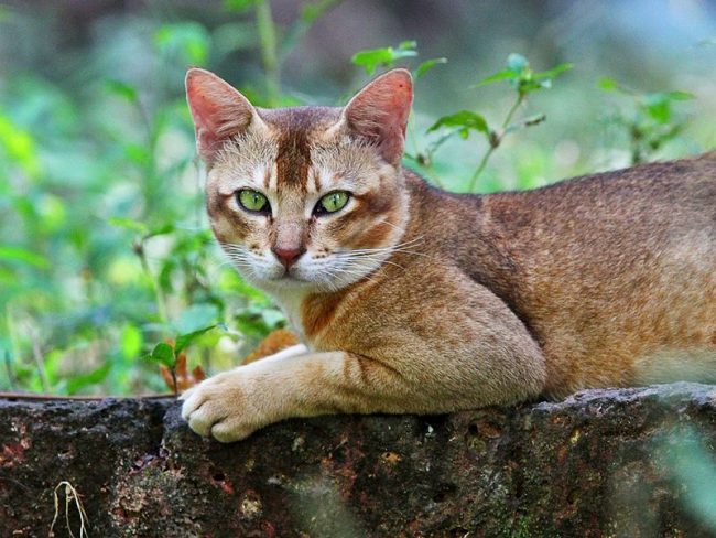 Die Schilfkatze ist ein großartiger Jäger Die Schilfkatze ist ein großartiger Jäger