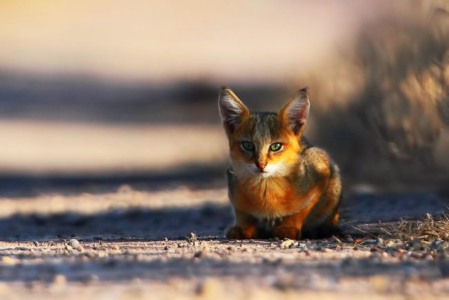 Vertreter dieser Rasse brauchen dringend Zuneigung, und die Besitzer müssen auf die housei achten Vertreter dieser Rasse brauchen dringend Zuneigung, und die Besitzer müssen auf die housei achten