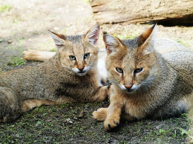 Zu Hause ist die Schilfkatze sehr gehorsam und leicht zu erlernen. Zu Hause ist die Schilfkatze sehr gehorsam und leicht zu erlernen.