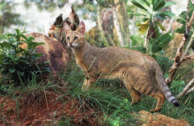 Die anmutige Katze überzeugt durch Anmut, Plastizität und Beweglichkeit Die anmutige Katze überzeugt durch Anmut, Plastizität und Beweglichkeit
