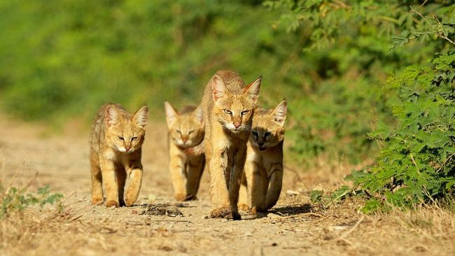 Die Schilfkatze hat dank ihrer großen Ohren ein hervorragendes Gehör.