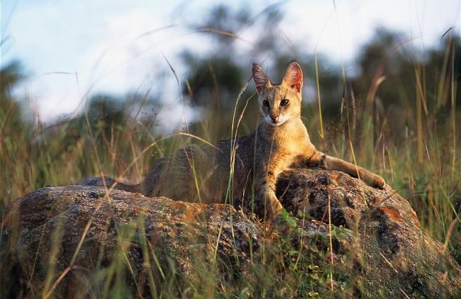 Schilfkatzen bevorzugen große und geräumige Räume Schilfkatzen bevorzugen große und geräumige Räume
