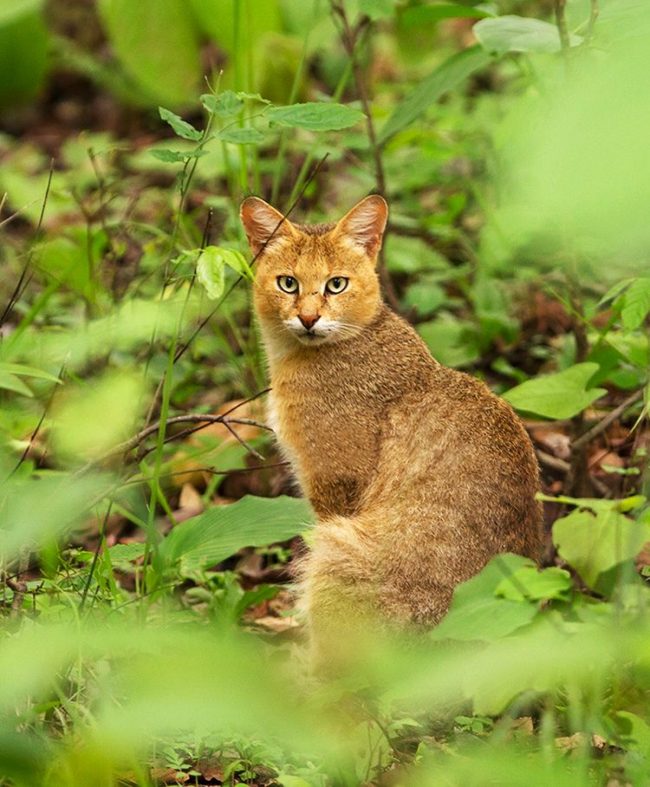 Die Schilfkatze hat im Gegensatz zu fast allen anderen Vertretern der Katzen überhaupt keine Angst vor Wasser. Die Schilfkatze hat im Gegensatz zu fast allen anderen Vertretern der Katzen überhaupt keine Angst vor Wasser.