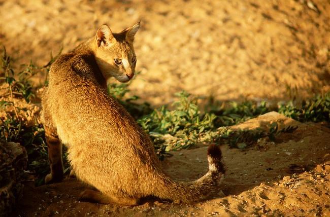 Die Schilfkatze hat ein glattes, glänzendes Fell in der Sonne. Die Schilfkatze hat ein glattes, glänzendes Fell in der Sonne.