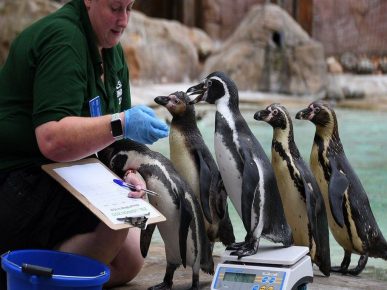 Pinguine steigen auf die Waage