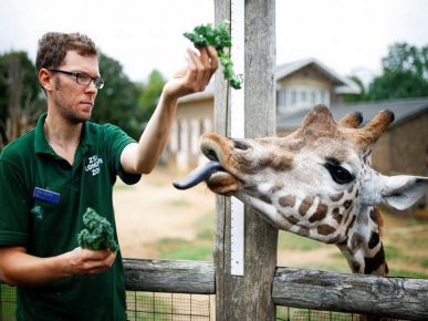 Ein Arbeiter versucht, das Wachstum einer Giraffe zu messen.