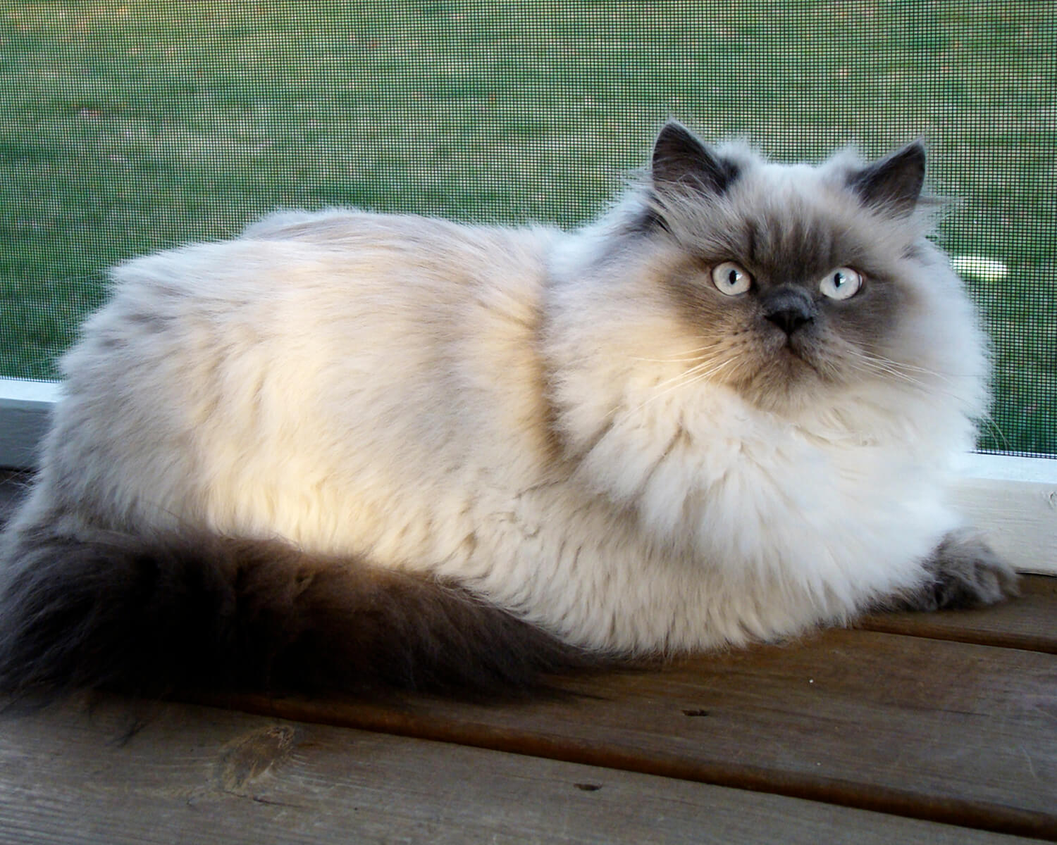 Himalaya-Katze (Himalaya) Himalaya-Katze