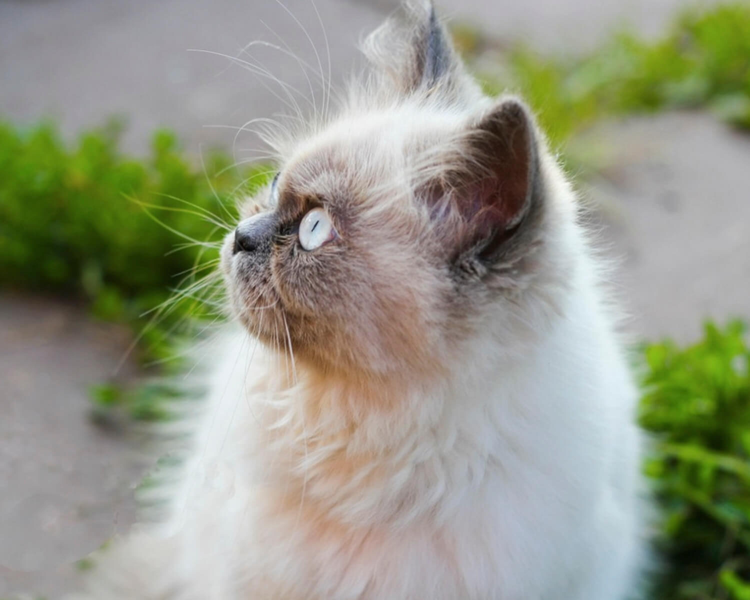 Himalaya-Katze züchten