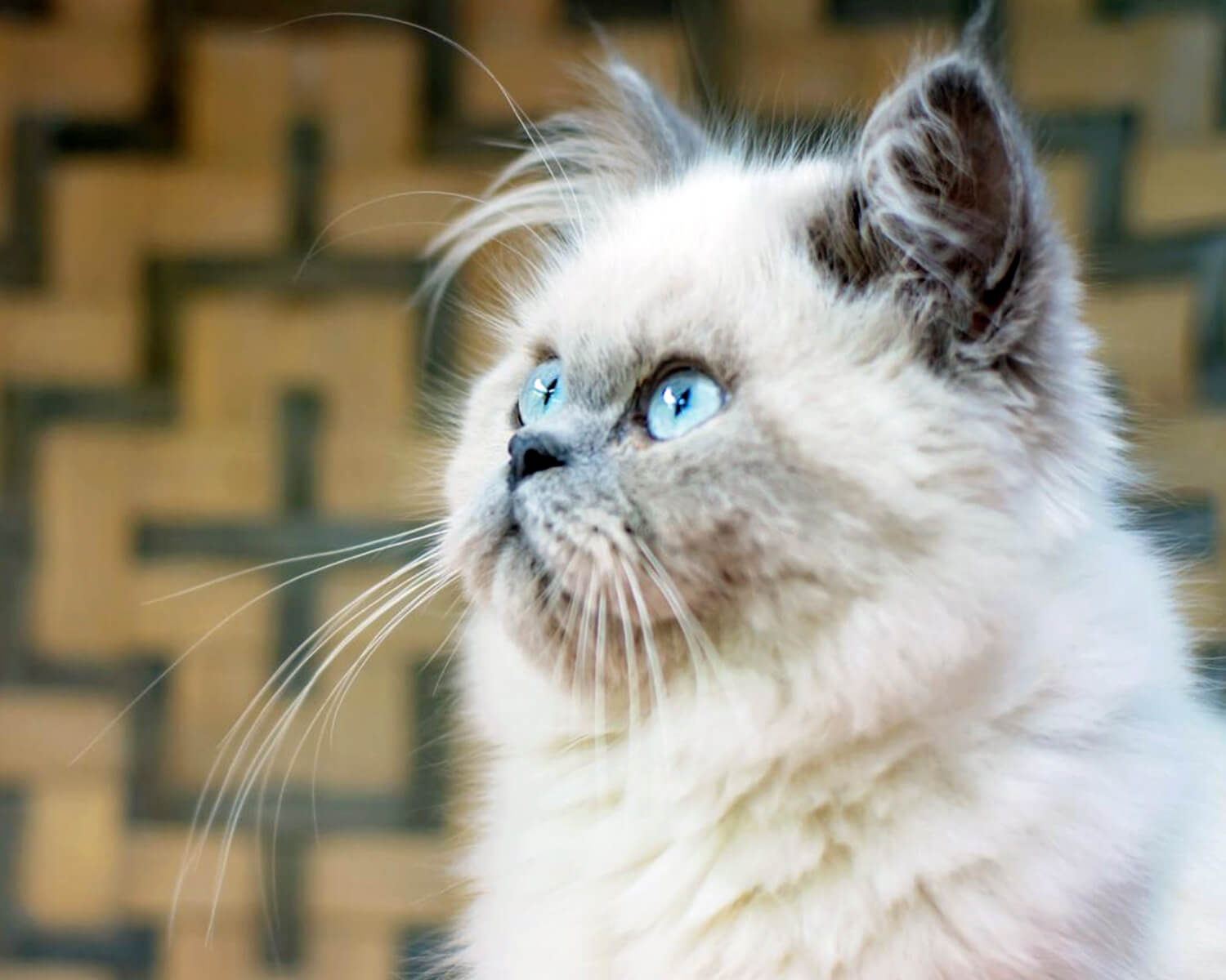 Katzenrasse Himalaya