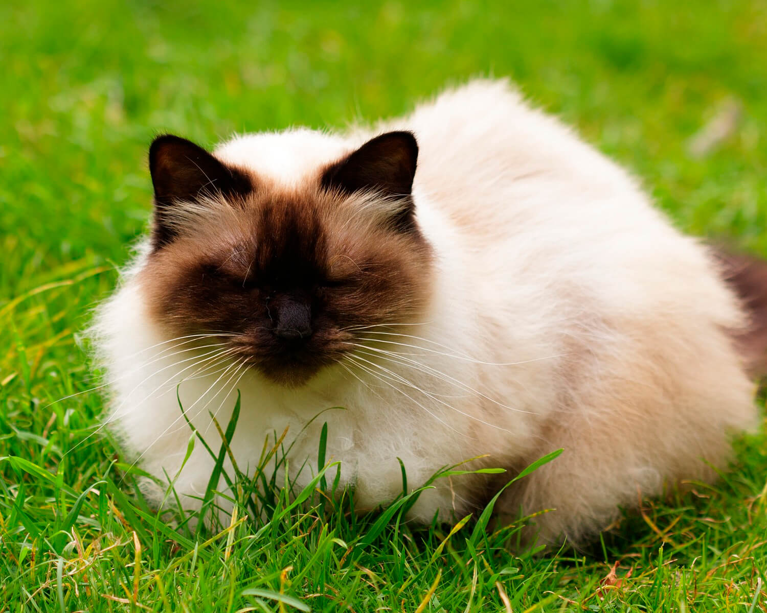 Katzenrasse Himalaya