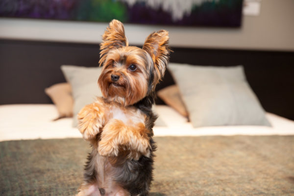 Der Charakter des Yorkshire Terrier las den Artikel