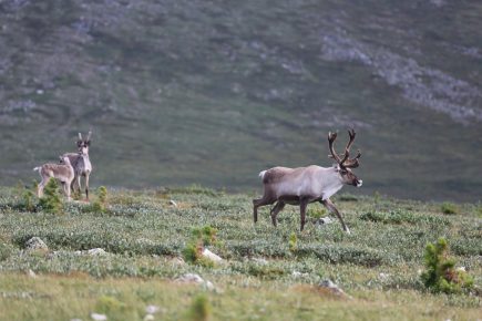 Rentier in der Tundra