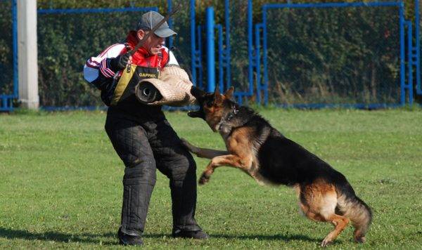 Wie man einem Hund ein Fas-Team beibringt