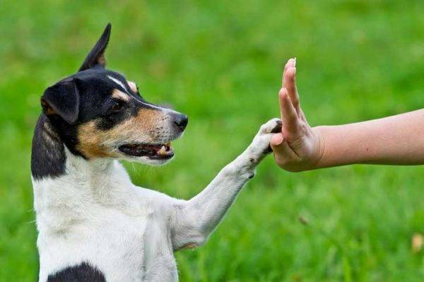 Hund und Mensch