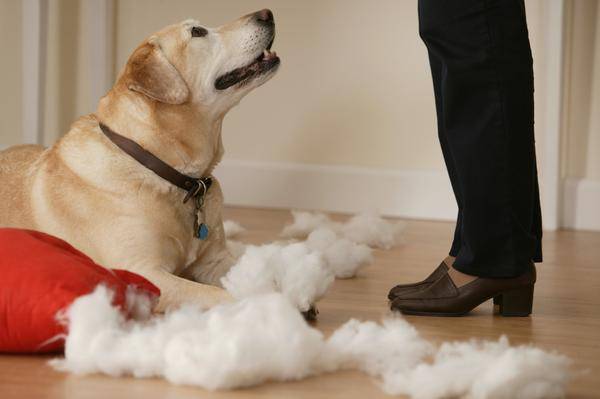 Hundetraining