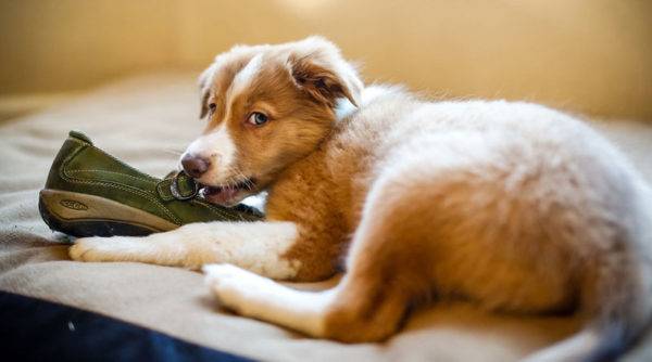 kleiner Hund knabbert einen Pantoffel