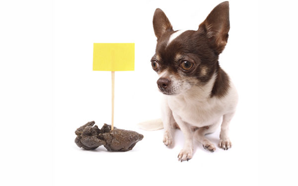 Wie man einen Hund entwöhnt, um ihn zu markieren