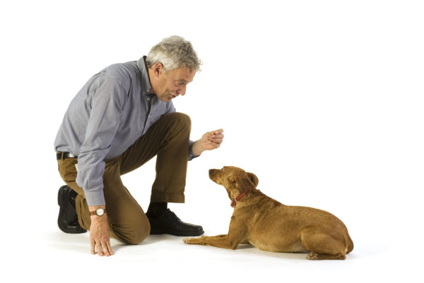 Wie man einen Hund entwöhnt, um den Artikel zu markieren