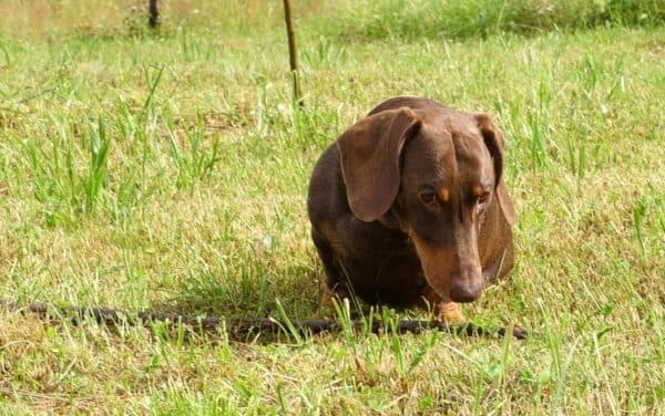 Wie man einen Hund zum Aufheben vom Boden oder vom Boden entwöhnt. Eine Methode zur Ablenkung.