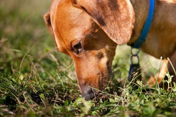 Wie entwöhnt man einen Hund vom Boden oder vom Boden?