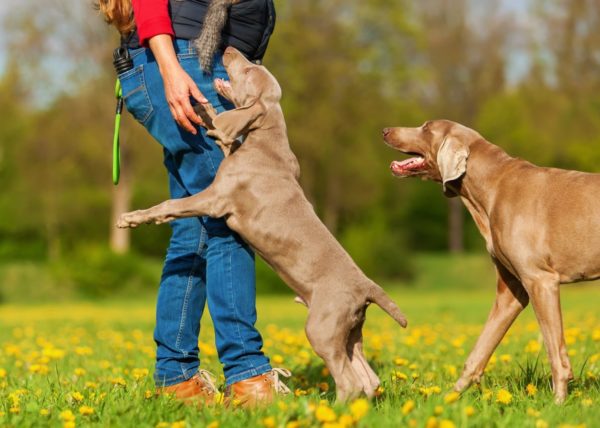 Wie man einen Hund entwöhnt, um auf Menschen zu springen