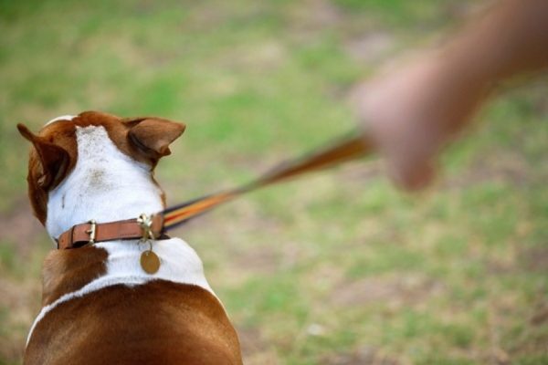 Wie man einen Hund entwöhnt, an der Leine ziehen, den Artikel lesen