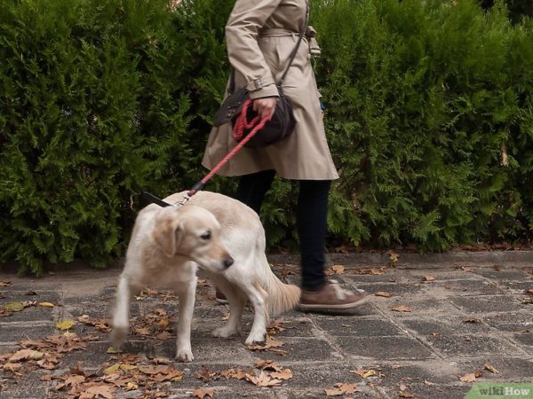 Wie man einen Hund an der Leine zieht