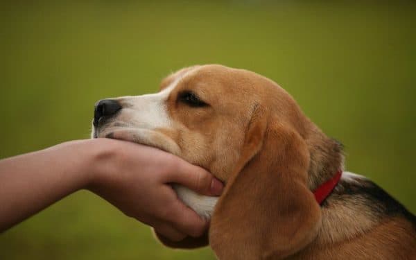Wie man dem Hund zeigt, dass man ein Anführer ist
