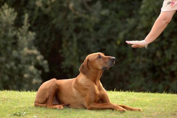 Wie man dem Hund zeigt, dass Sie der Anführer sind, lesen Sie den Artikel