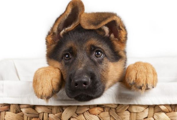 Süßer Hund