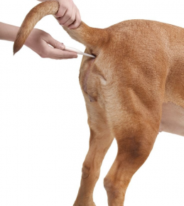 Messung der Körpertemperatur des Hundes