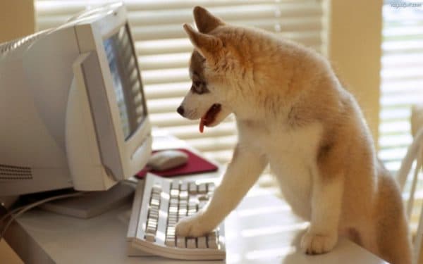Wie man einen Hund ausbildet, um zu Hause zu bleiben, lesen Sie den Artikel